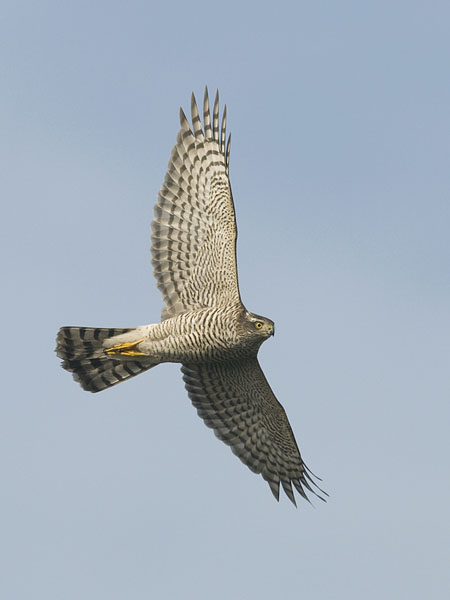 Varpushaukka, Eurasian Sparrowhawk, Accipiter nisus
