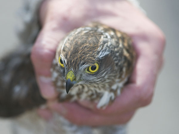 Varpushaukka, Eurasian Sparrowhawk, Accipiter nisus