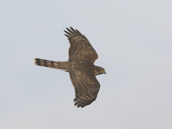 Varpushaukka, Eurasian Sparrowhawk, Accipiter nisus