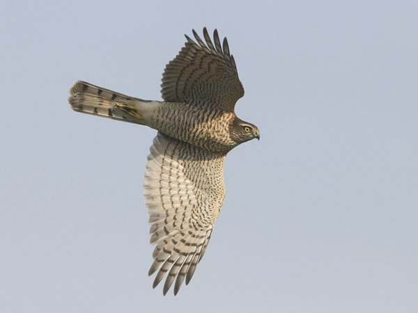 Varpushaukka, Eurasian Sparrowhawk, Accipiter nisus