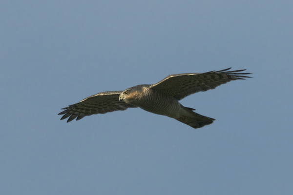 Varpushaukka, Eurasian Sparrowhawk, Accipiter nisus