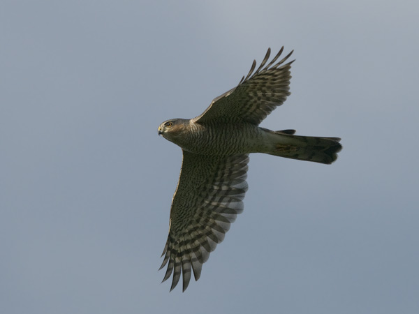 Varpushaukka, Eurasian Sparrowhawk, Accipiter nisus