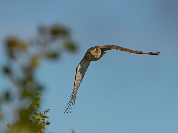 Varpushaukka, Eurasian Sparrowhawk, Accipiter nisus