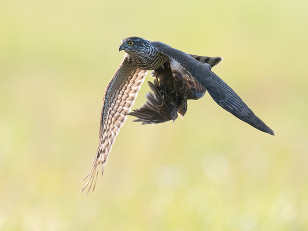 Varpushaukka, Eurasian Sparrowhawk, Accipiter nisus