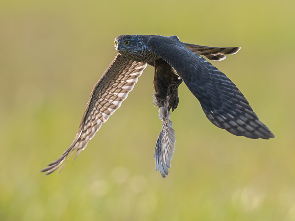 Varpushaukka, Eurasian Sparrowhawk, Accipiter nisus