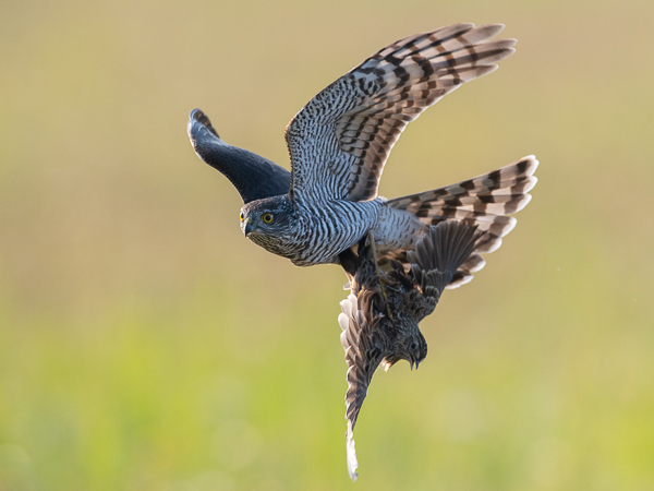 Varpushaukka, Eurasian Sparrowhawk, Accipiter nisus