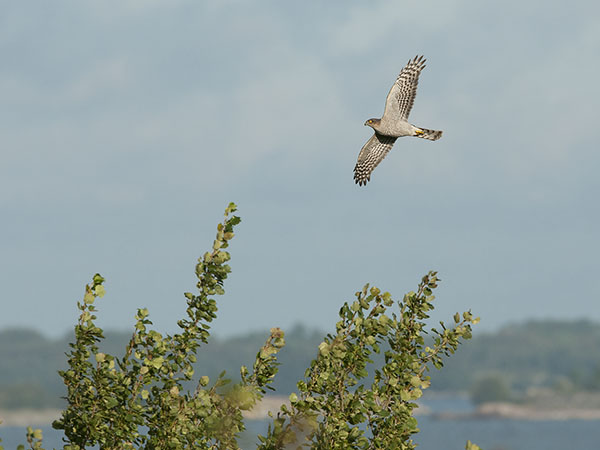 Varpushaukka, Eurasian Sparrowhawk, Accipiter nisus