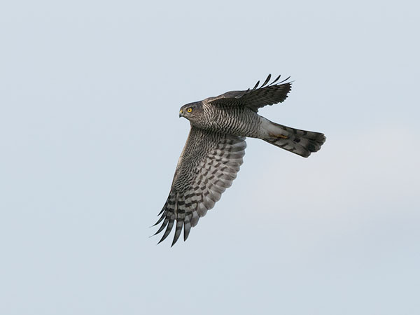 Varpushaukka, Eurasian Sparrowhawk, Accipiter nisus