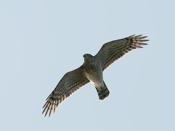 Varpushaukka, Eurasian Sparrowhawk, Accipiter nisus