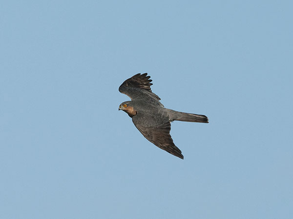 Varpushaukka, Eurasian Sparrowhawk, Accipiter nisus