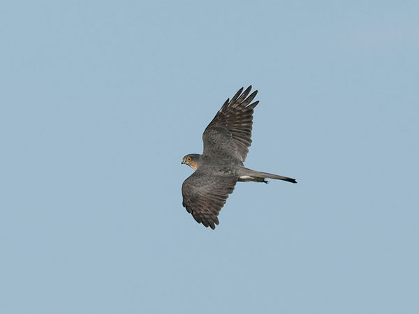 Varpushaukka, Eurasian Sparrowhawk, Accipiter nisus
