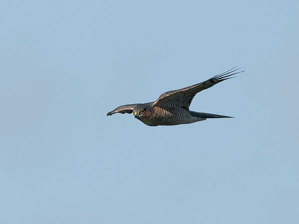 Varpushaukka, Eurasian Sparrowhawk, Accipiter nisus