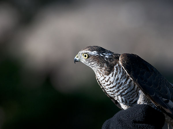 Varpushaukka, Eurasian Sparrowhawk, Accipiter nisus
