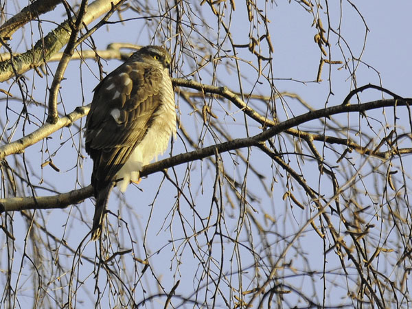 Varpushaukka, Eurasian Sparrowhawk, Accipiter nisus