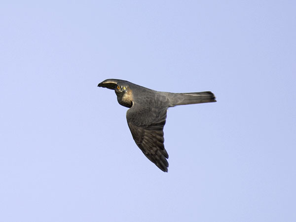 Varpushaukka, Eurasian Sparrowhawk, Accipiter nisus