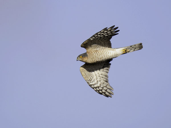 Varpushaukka, Eurasian Sparrowhawk, Accipiter nisus