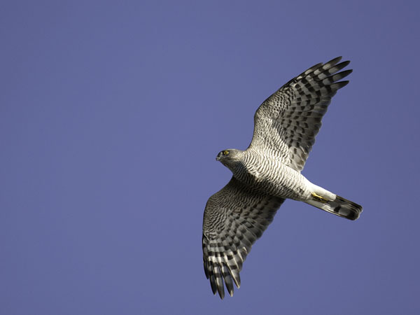 Varpushaukka, Eurasian Sparrowhawk, Accipiter nisus