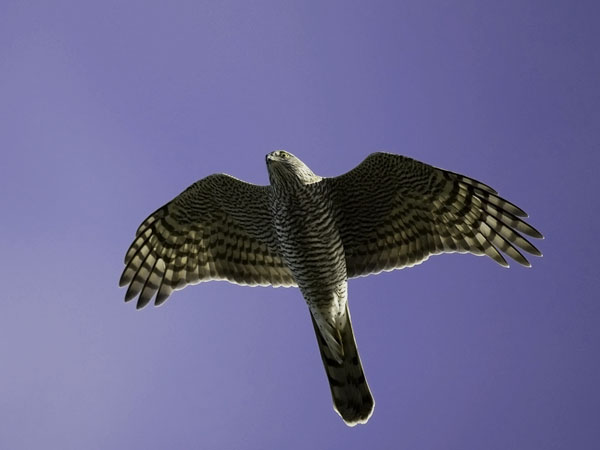 Varpushaukka, Eurasian Sparrowhawk, Accipiter nisus