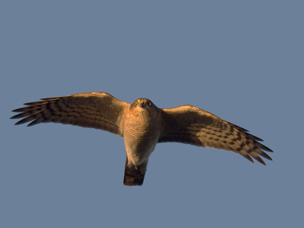 Varpushaukka, Eurasian Sparrowhawk, Accipiter nisus
