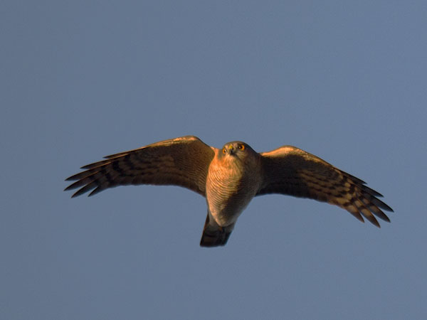 Varpushaukka, Eurasian Sparrowhawk, Accipiter nisus