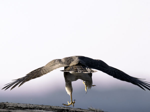 Varpushaukka, Eurasian Sparrowhawk, Accipiter nisus