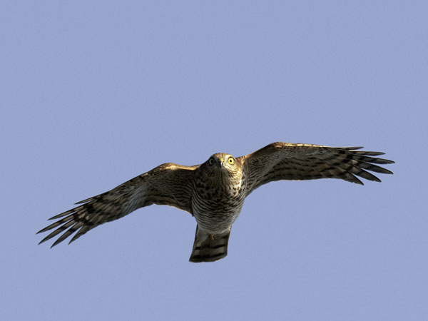Varpushaukka, Eurasian Sparrowhawk, Accipiter nisus