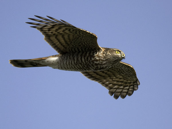 Varpushaukka, Eurasian Sparrowhawk, Accipiter nisus