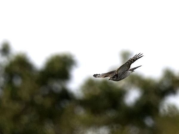 Varpushaukka, Eurasian Sparrowhawk, Accipiter nisus