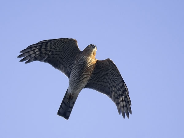 Varpushaukka, Eurasian Sparrowhawk, Accipiter nisus