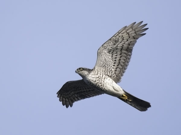 Varpushaukka, Eurasian Sparrowhawk, Accipiter nisus