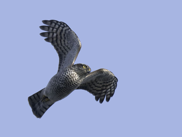 Varpushaukka, Eurasian Sparrowhawk, Accipiter nisus