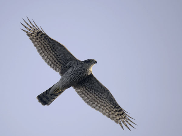 Varpushaukka, Eurasian Sparrowhawk, Accipiter nisus