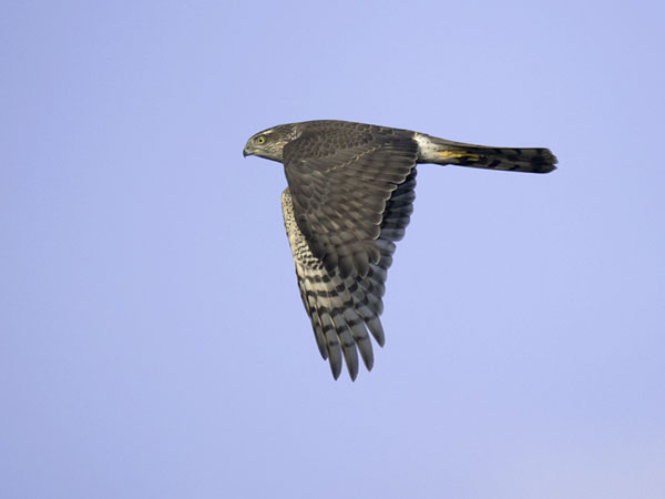 Varpushaukka, Eurasian Sparrowhawk, Accipiter nisus