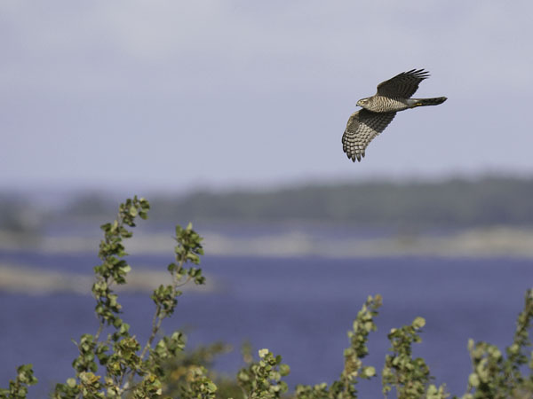 Varpushaukka, Eurasian Sparrowhawk, Accipiter nisus