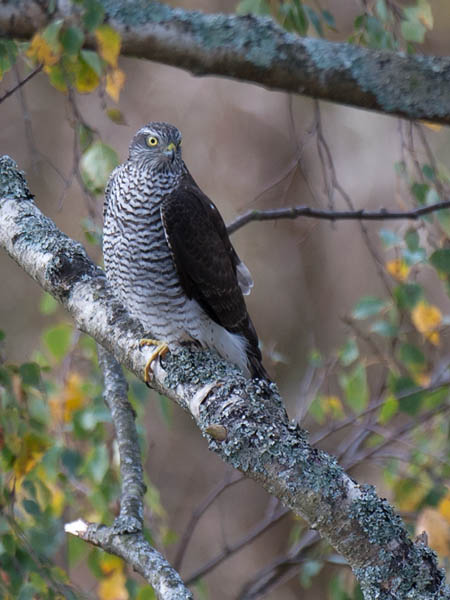 Varpushaukka, Eurasian Sparrowhawk, Accipiter nisus