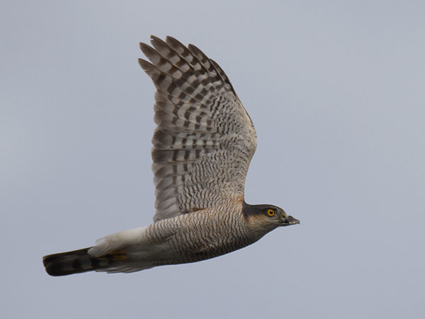Varpushaukka, Eurasian Sparrowhawk, Accipiter nisus