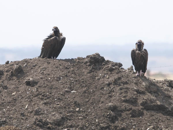 Munkkikorppikotka, Cinereous Vulture, Aegypius monachus
