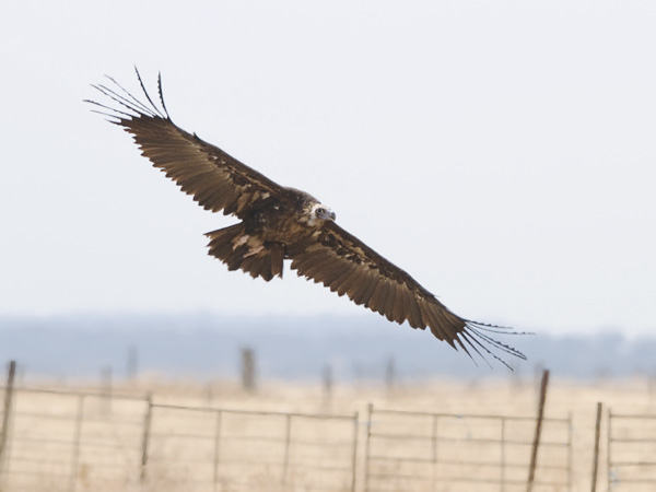 Munkkikorppikotka, Cinereous Vulture, Aegypius monachus