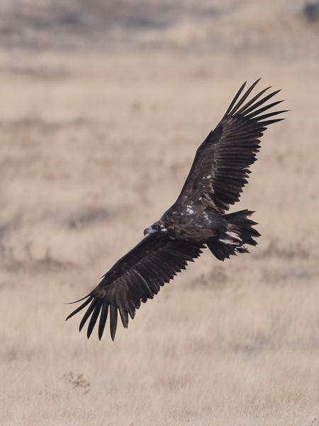Munkkikorppikotka, Cinereous Vulture, Aegypius monachus