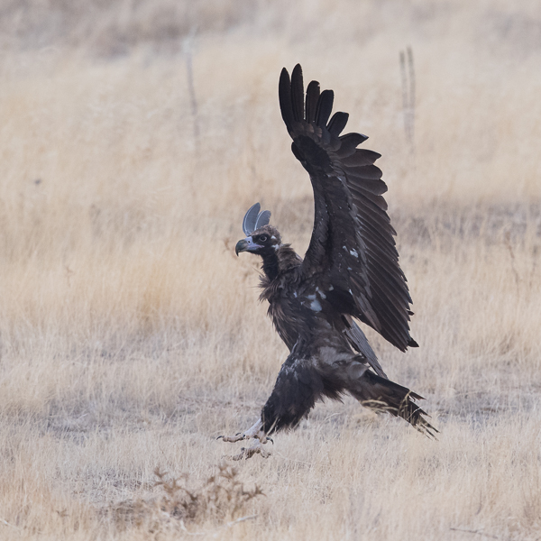 Munkkikorppikotka, Cinereous Vulture, Aegypius monachus