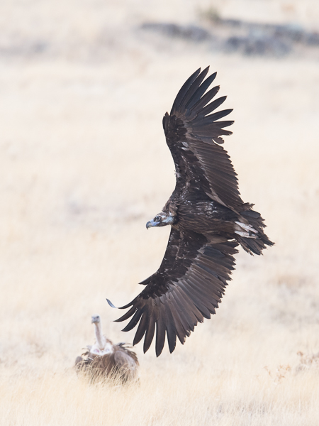 Munkkikorppikotka, Cinereous Vulture, Aegypius monachus