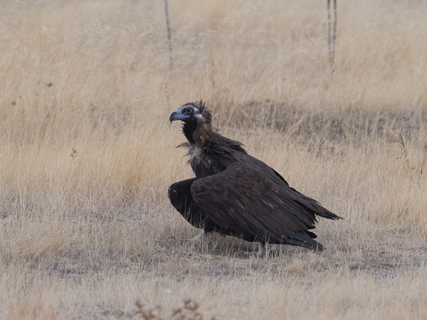 Munkkikorppikotka, Cinereous Vulture, Aegypius monachus