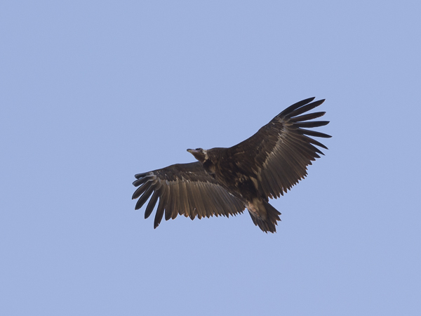 Munkkikorppikotka, Cinereous Vulture, Aegypius monachus