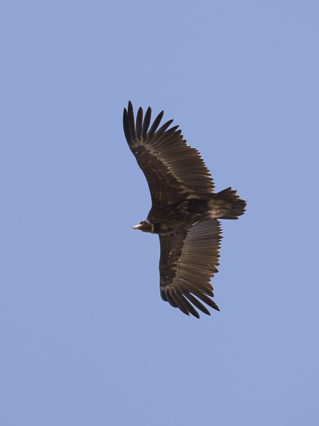 Munkkikorppikotka, Cinereous Vulture, Aegypius monachus
