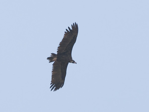 Munkkikorppikotka, Cinereous Vulture, Aegypius monachus