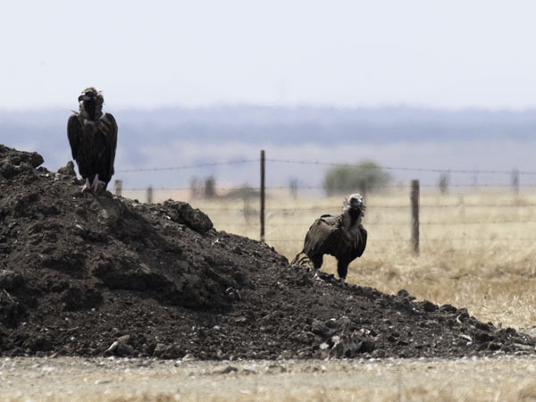 Munkkikorppikotka, Cinereous Vulture, Aegypius monachus