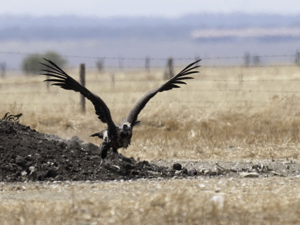 Munkkikorppikotka, Cinereous Vulture, Aegypius monachus