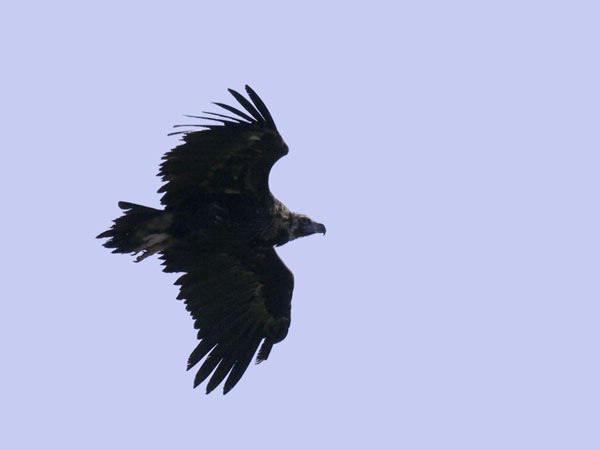 Munkkikorppikotka, Cinereous Vulture, Aegypius monachus