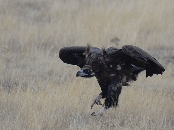Munkkikorppikotka, Cinereous Vulture, Aegypius monachus