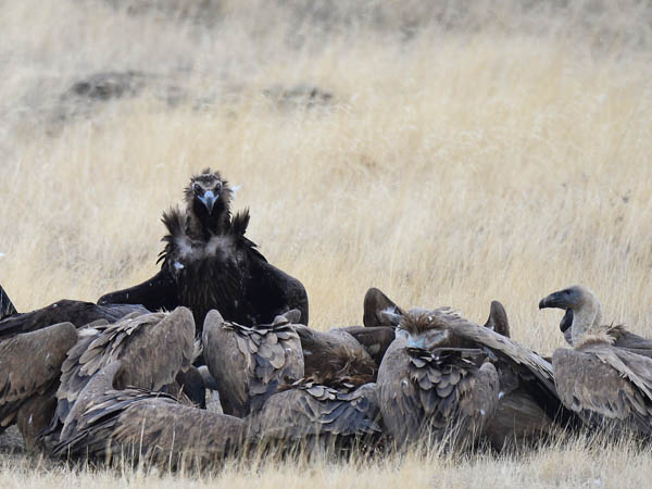 Munkkikorppikotka, Cinereous Vulture, Aegypius monachus